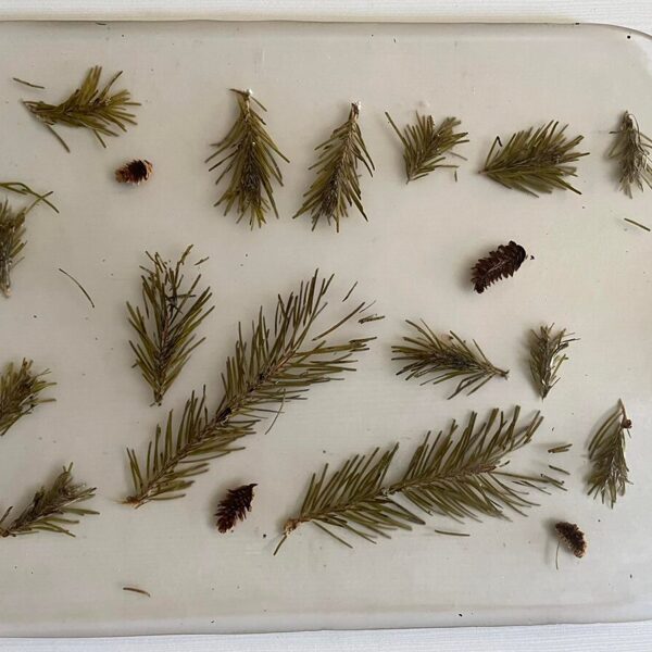 Caurspīdīga servējamā epoksīda paplāte ar ielietām priežu skujām un čiekuriem