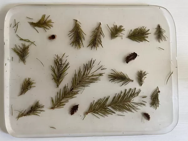 Caurspīdīga servējamā epoksīda paplāte ar ielietām priežu skujām un čiekuriem